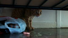 Cat in the Wall