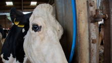 Cow