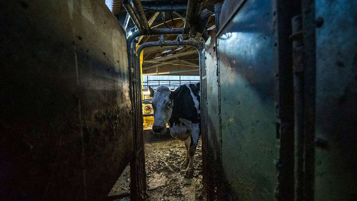 Cow