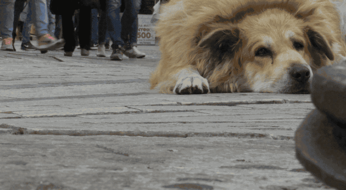 Οι «Άγνωστοι Αθηναίοι» κάνουν αδέσποτες βόλτες ανάμεσα σε ρεαλισμό και μαγεία
