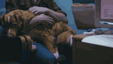 Good Boy