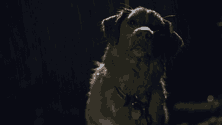 Good Boy