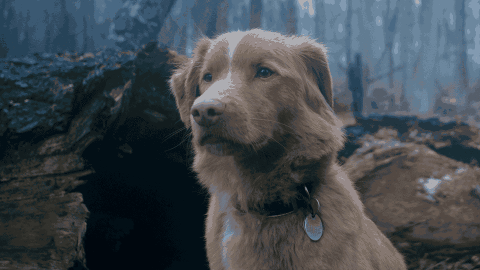 The week on Cinobo: Double Sorrentino, "Good Boy" and the '90s gem "The Legend of 1900"