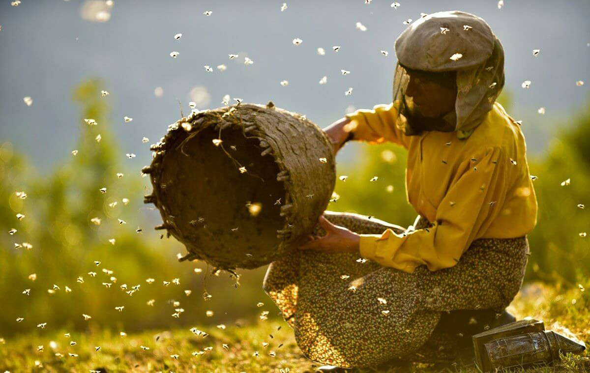Honeyland