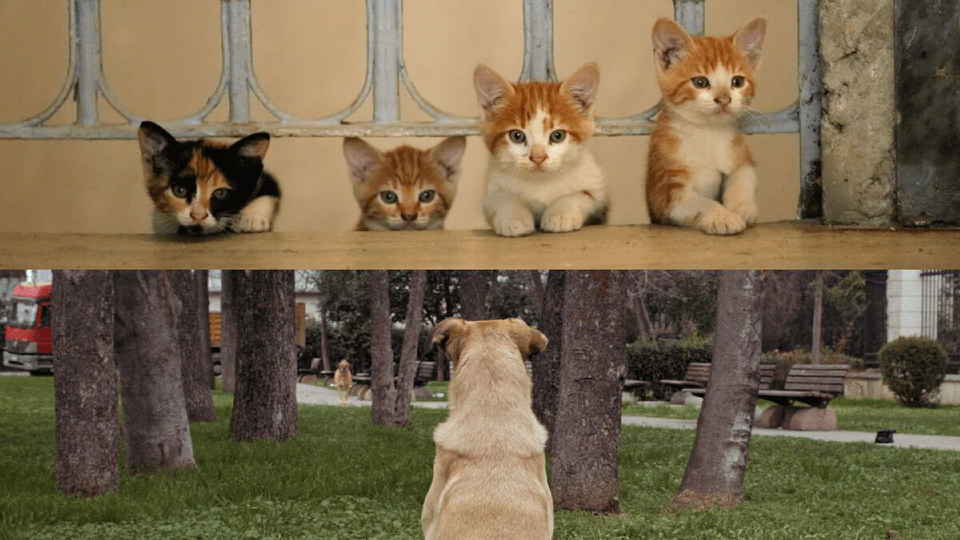 Αδέσποτοι πρωταγωνιστές περιπλανιούνται σε δύο μοναδικά ντοκιμαντέρ