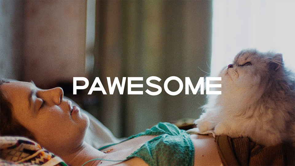 PAWesome: Ο κόσμος μέσα από τα μάτια των ζώων
