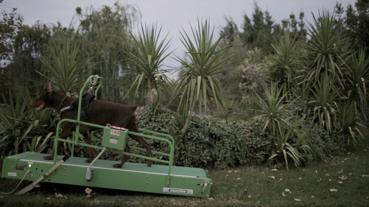 washingtonia-1.jpg